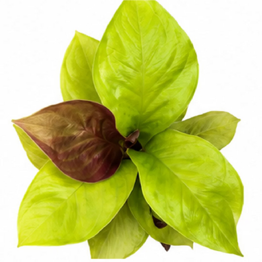 Anthurium Golden Jenmanii – Tissue Culture