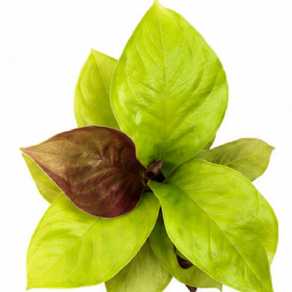 Anthurium Golden Jenmanii – Tissue Culture