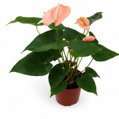 Anthurium Andraeanum Xiangfei – Tissue Culture