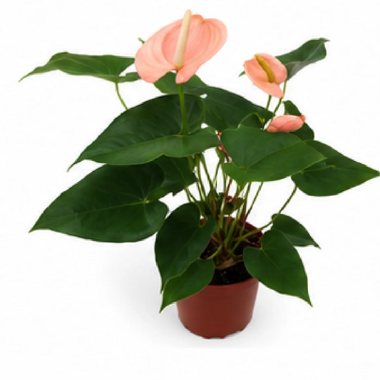 Anthurium Andraeanum Xiangfei – Tissue Culture