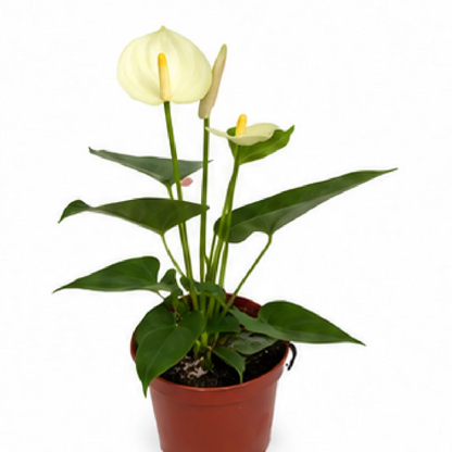 Anthurium Andraeanum White Moonlight – Tissue Culture