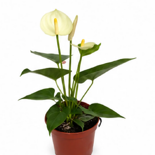 Anthurium Andraeanum White Moonlight – Tissue Culture