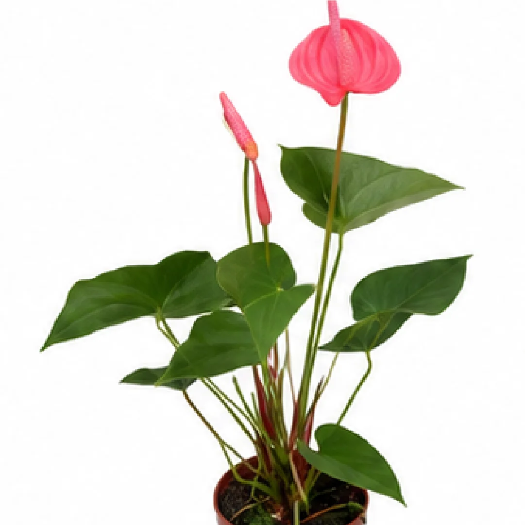 Anthurium Andraeanum Taotao Princess – Tissue Culture