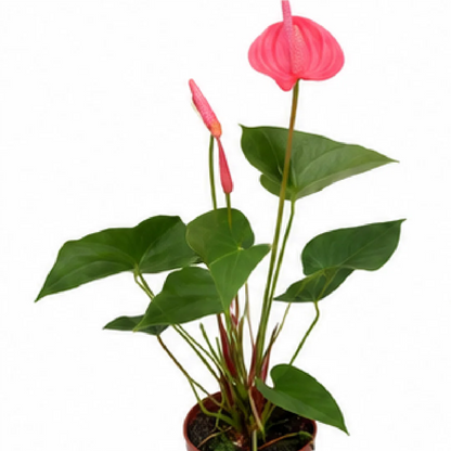 Anthurium Andraeanum Taotao Princess – Tissue Culture