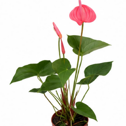 Anthurium Andraeanum Taotao Princess – Tissue Culture