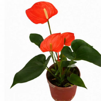 Anthurium Andraeanum BiJi Princess – Tissue Culture