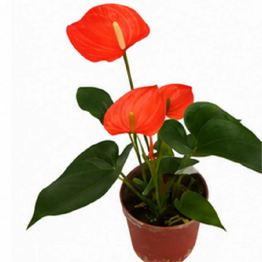 Anthurium Andraeanum BiJi Princess – Tissue Culture