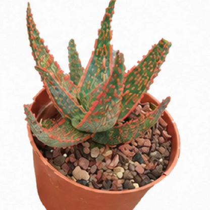 Aloe Christmas Carol – Tissue Culture