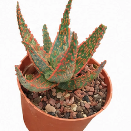Aloe Christmas Carol – Tissue Culture
