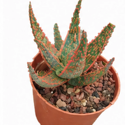 Aloe Christmas Carol – Tissue Culture