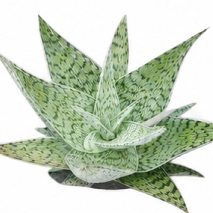 Aloe Snowflake – Tissue Culture