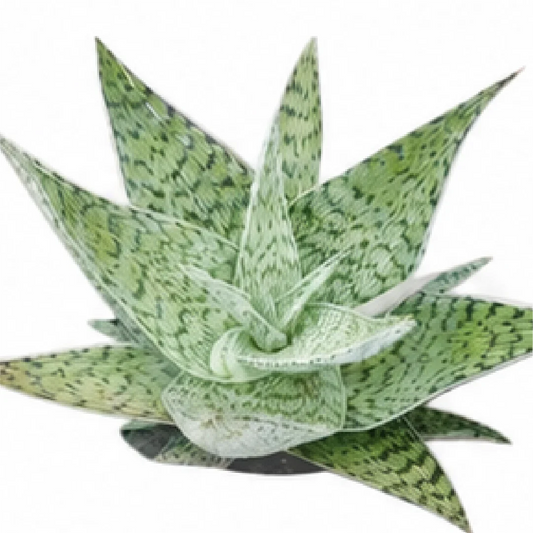 Aloe Snowflake – Tissue Culture