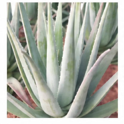 Aloe Vera – Tissue Culture