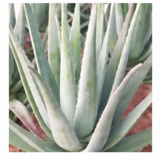 Aloe Vera – Tissue Culture