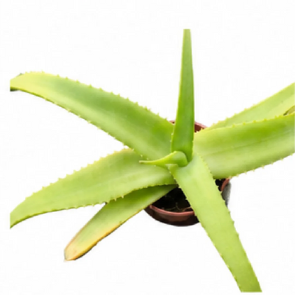 Aloe Vanbalenii – Tissue Culture
