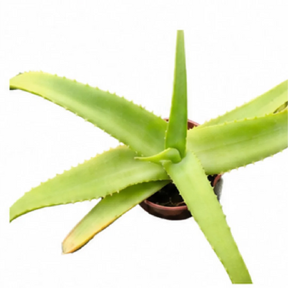 Aloe Vanbalenii – Tissue Culture