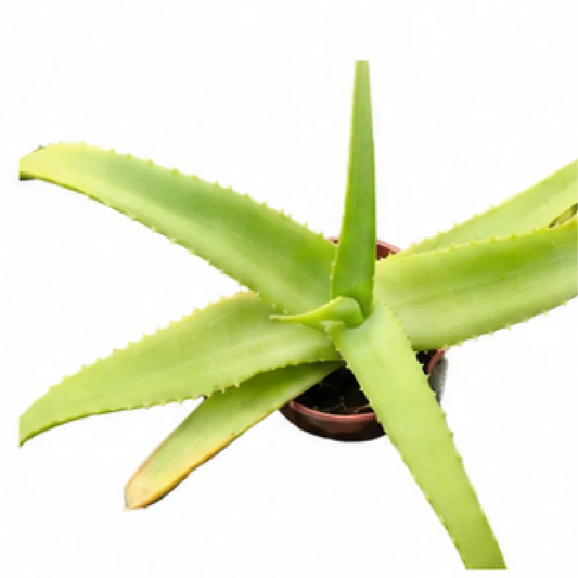 Aloe Vanbalenii – Tissue Culture