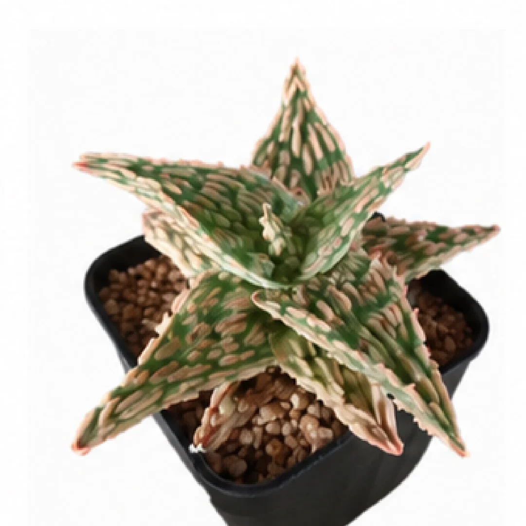 Aloe 'Colorful Starburst' – Tissue Culture