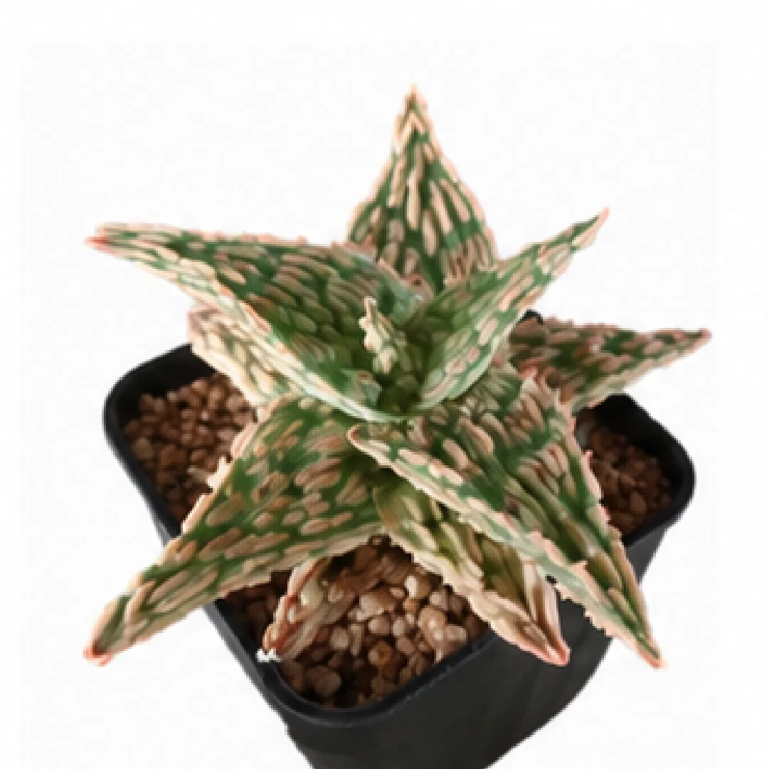 Aloe 'Colorful Starburst' – Tissue Culture