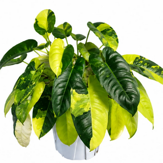 Philodendron Burle Marx Variegated – Tissue Culture