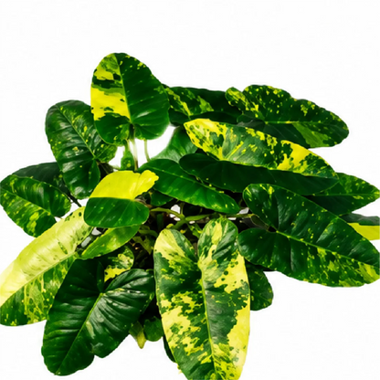 Philodendron Burle Marx Variegated – Tissue Culture