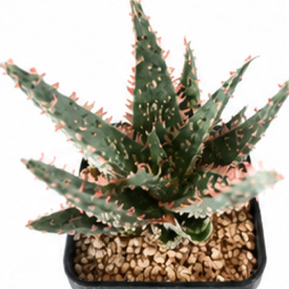 Aloe 'Red Thorn' – Tissue Culture