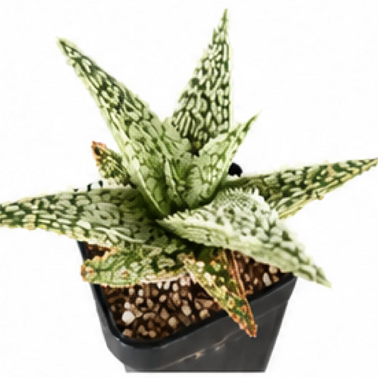 Aloe 'Silver Star Cluster' – Tissue Culture