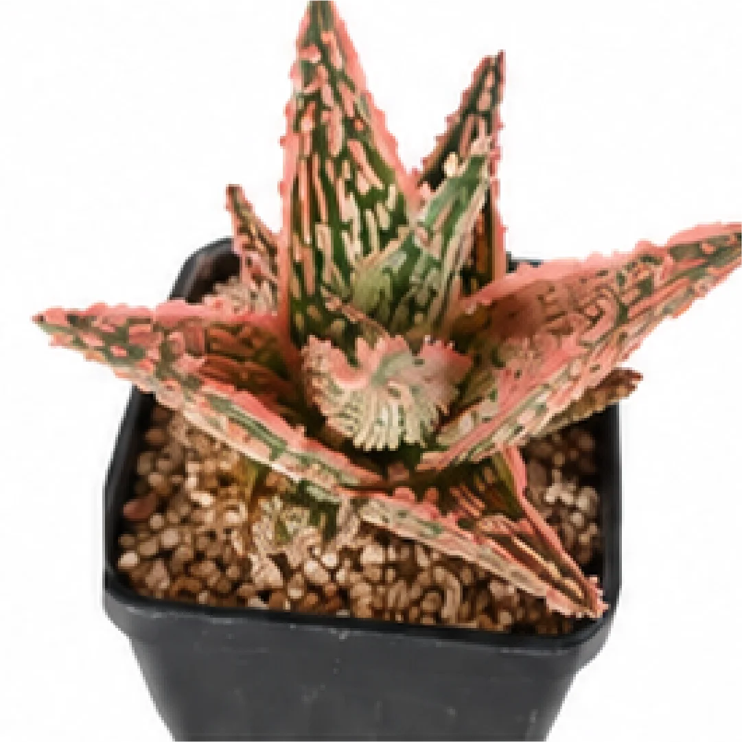 Aloe 'Blaze Variegata' – Tissue Culture