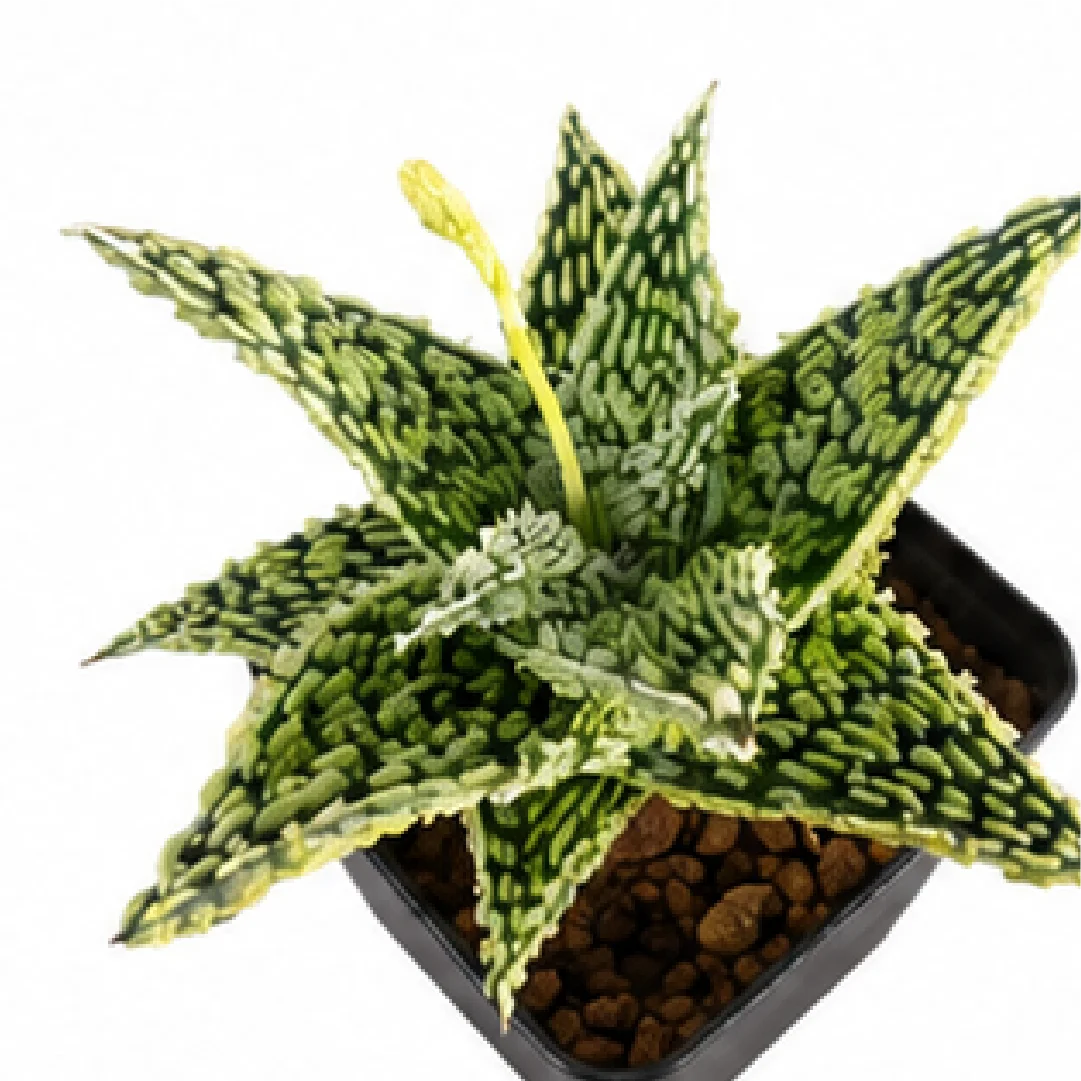 Aloe 'Golden Sand Jade' – Tissue Culture
