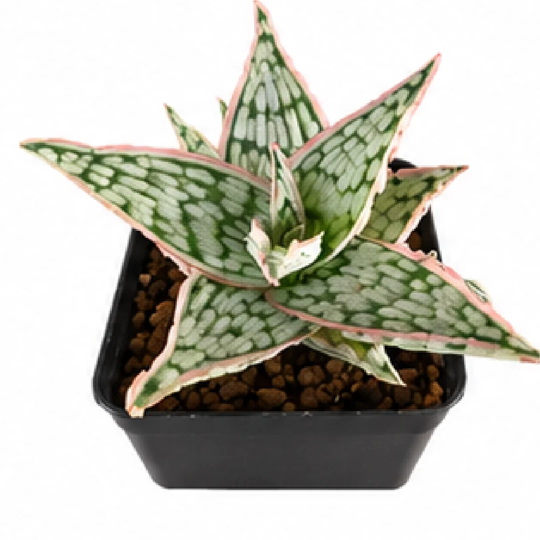 Aloe 'Pink Edge Jade' – Tissue Culture