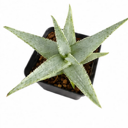 Aloe 'Silver Frost Sword' – Tissue Culture