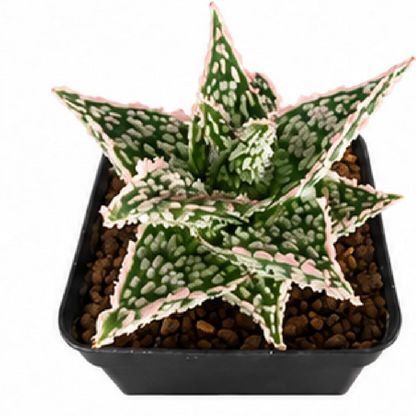 Aloe 'Pink Spot Star' – Tissue Culture