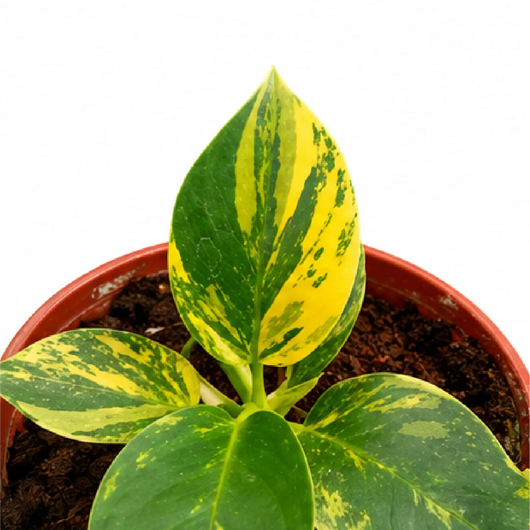 Philodendron Little Apple Variegated – Tissue Culture