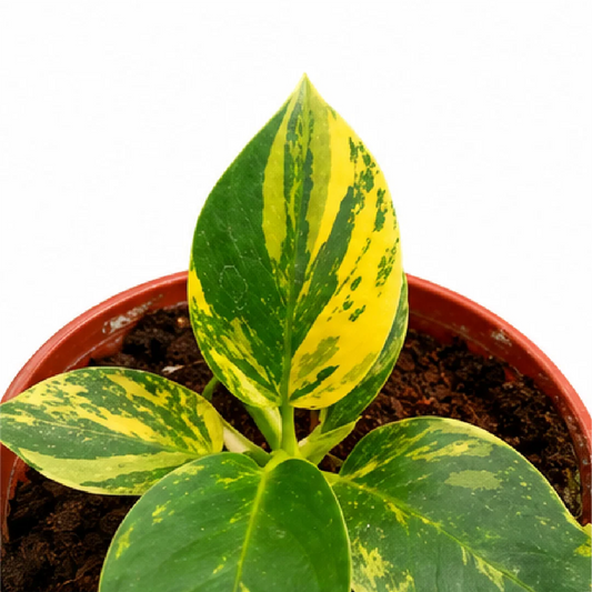 Philodendron Little Apple Variegated – Tissue Culture