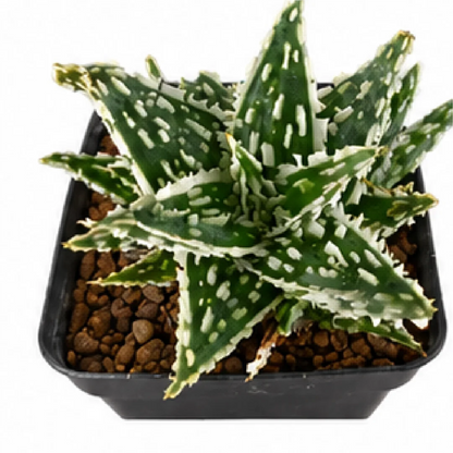 Aloe 'Silver Star Drop' – Tissue Culture