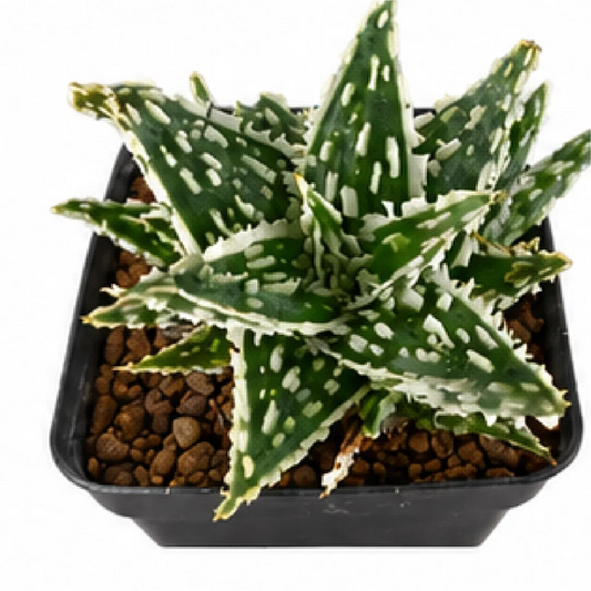 Aloe 'Silver Star Drop' – Tissue Culture
