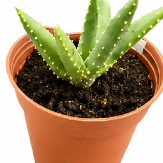 Aloe Dichotoma – Tissue Culture