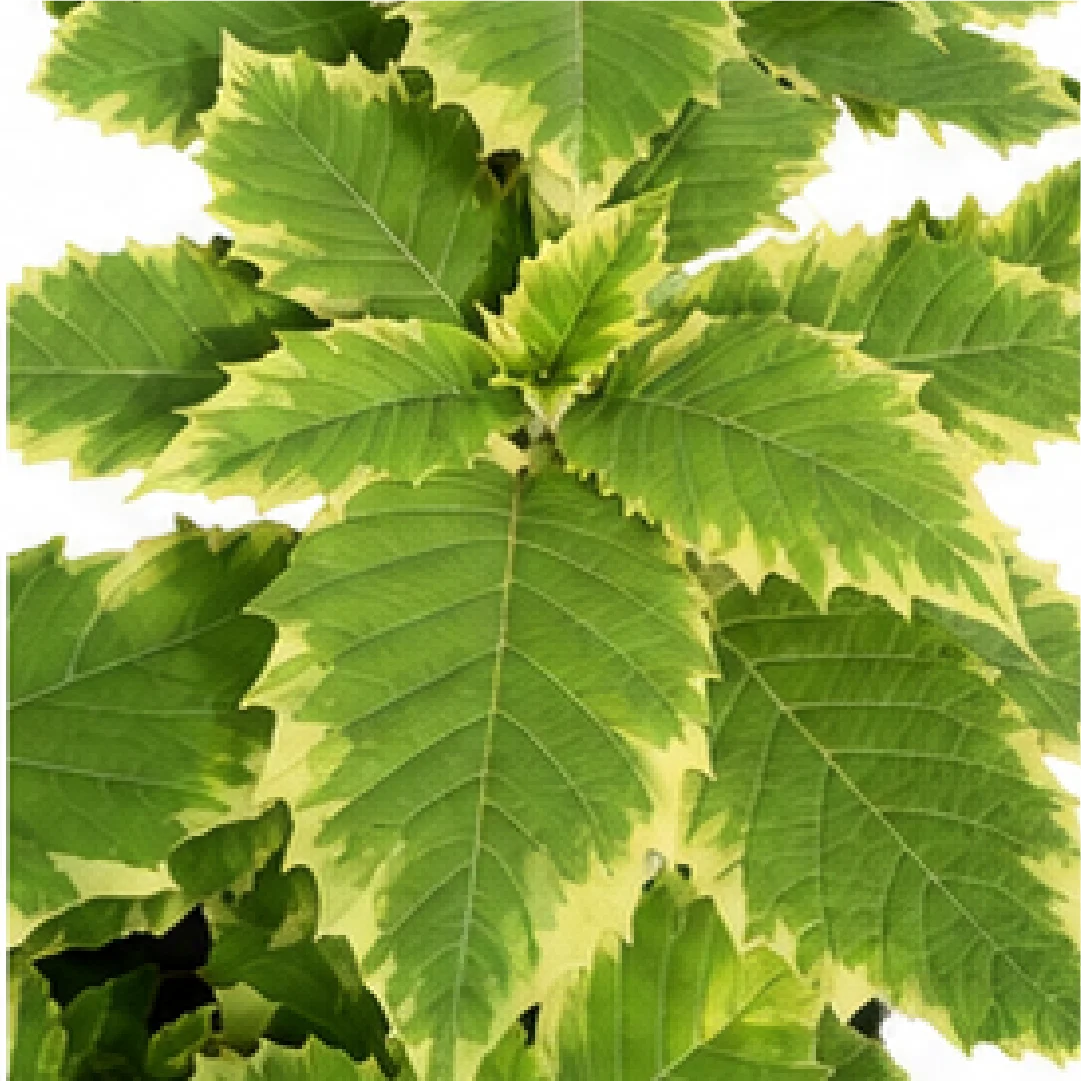 Angel's Trumpet 'Snowbank' – Tissue Culture