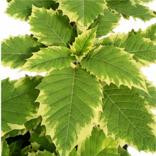 Angel's Trumpet 'Snowbank' – Tissue Culture