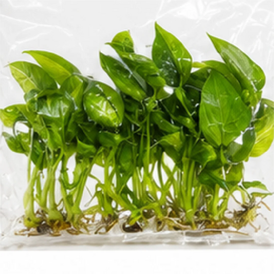 Spathiphyllum Sensation Aurea Var – Tissue Culture