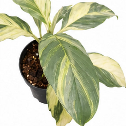 Spathiphyllum Sensation Aurea Var – Tissue Culture