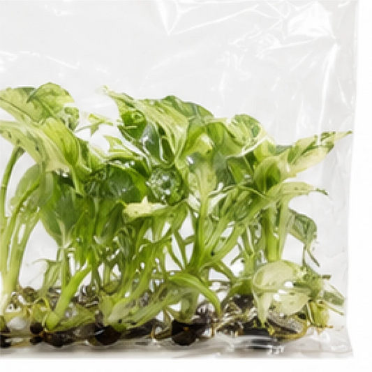 Anthurium Sensation Albo Var – Tissue Culture