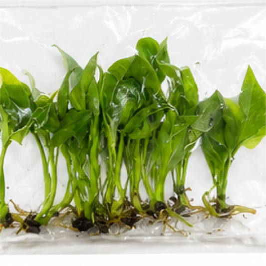 Spathiphyllum Jade – Tissue Culture