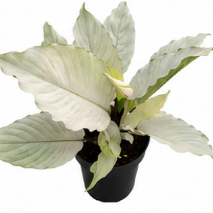 Spathiphyllum Jade – Tissue Culture