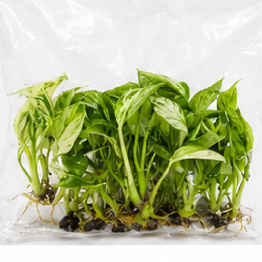 Spathiphyllum Sensation Mint Var – Tissue Culture