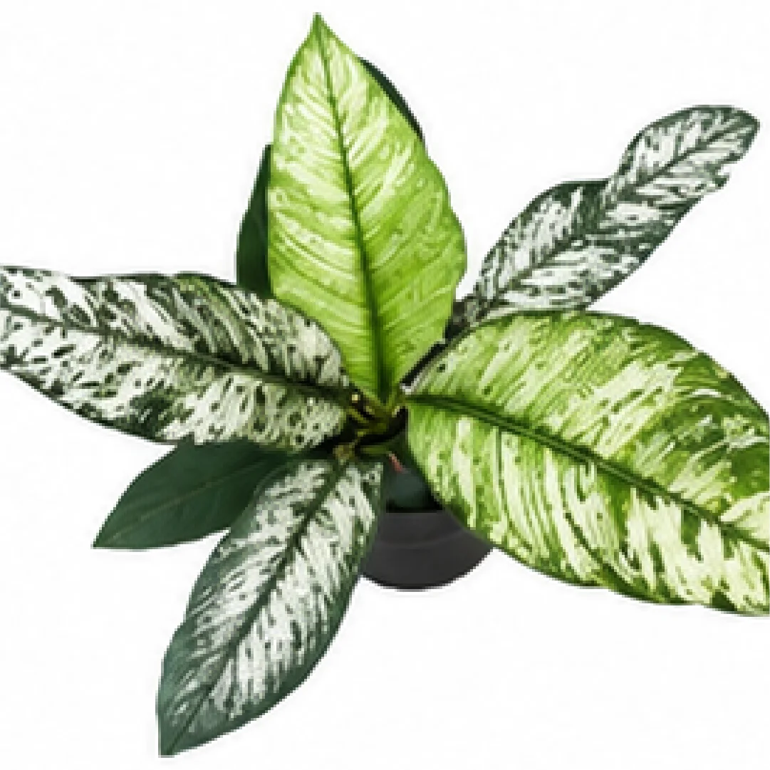 Spathiphyllum Sensation Mint Var – Tissue Culture