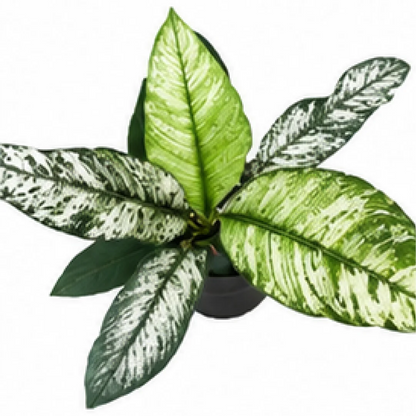 Spathiphyllum Sensation Mint Var – Tissue Culture