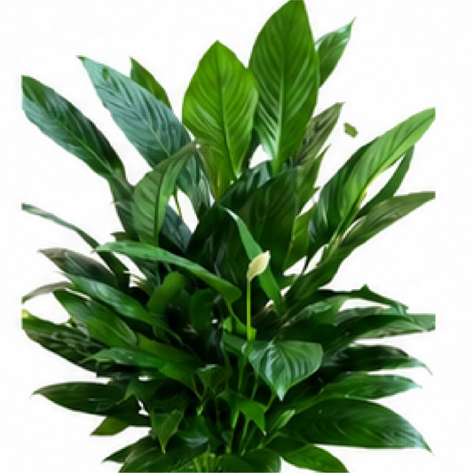 Spathiphyllum wallisii / Spathiphyllum Mojo – Tissue Culture