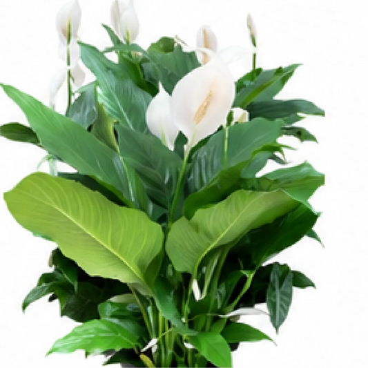 Spathiphyllum Xiangfei – Tissue Culture