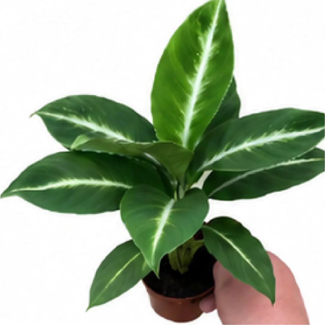 Anthurium White Stripe Peace Lily – Tissue Culture